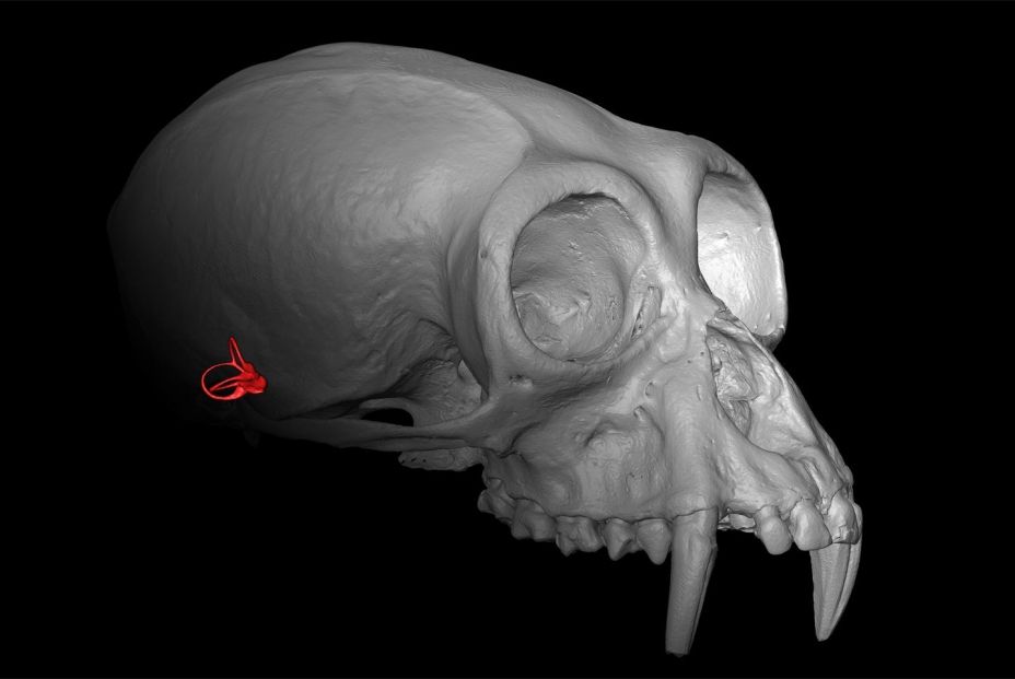 Nuevas evidencias sobre cómo los humanos aprendieron a andar