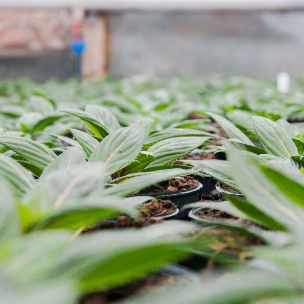 Guardería de plantas