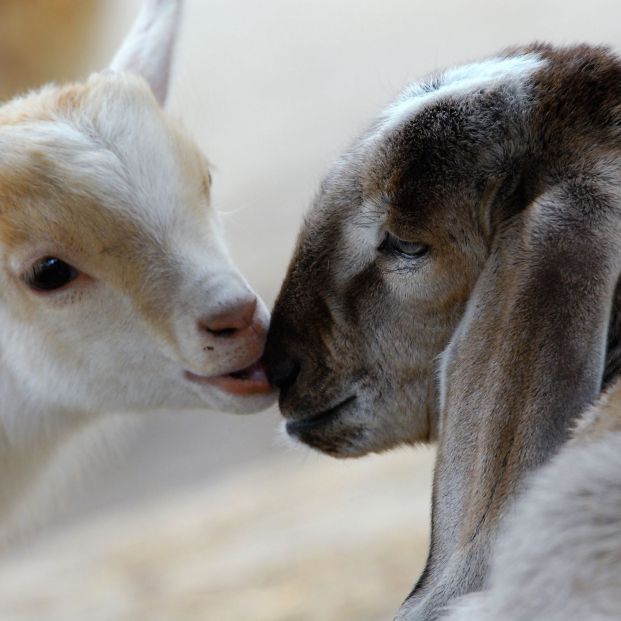 Las cabras podrían reconocer las emociones humanas . bigstock 