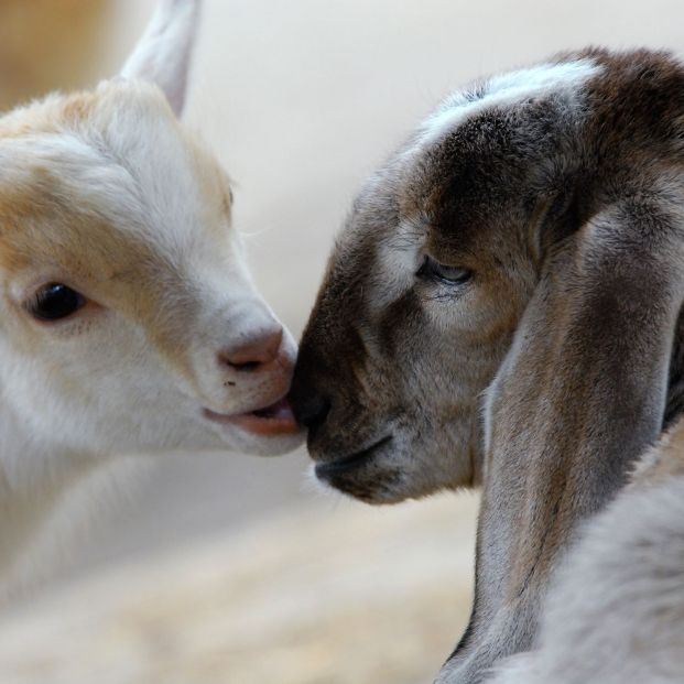 Las cabras podrían reconocer las emociones humanas . bigstock Las cabras podrían reconocer las emociones humanas . bigstock