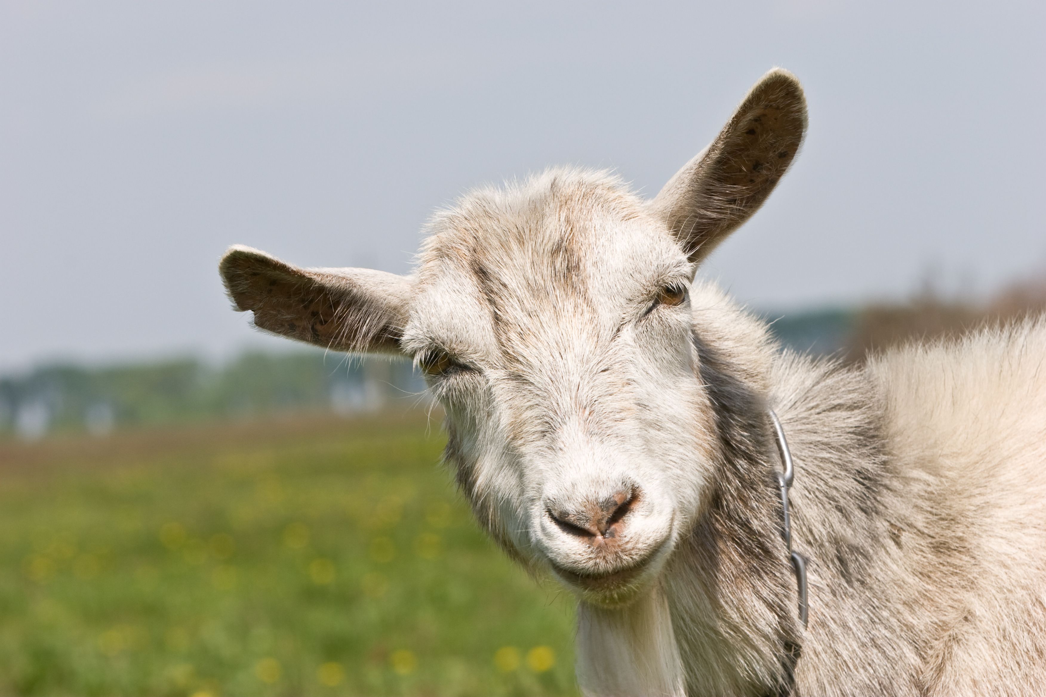Las cabras diferencian entre el tono alegre o enfadado de la voz humana. BigStock