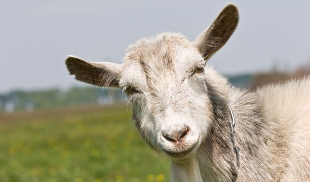 Las cabras diferencian entre el tono alegre o enfadado de la voz humana. BigStock