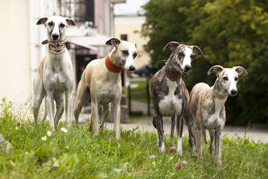 Una investigación identifica la raza de perro con mayor riesgo de muerte prematura (Bigstock)