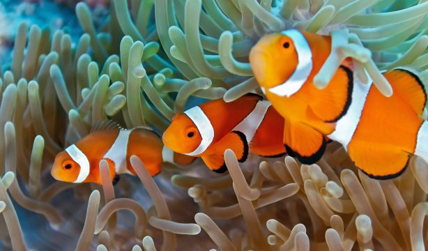 Los peces payasos, como Nemo, son capaces de contar (Bigstock)