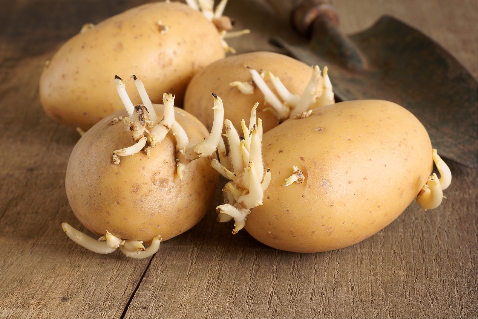 Por qué no deberías comer las patatas a las que le han salido brotes (BigStock)