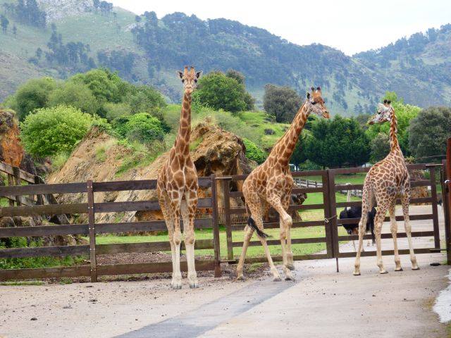 Parque Natural de Cabárceno (Cantabria)