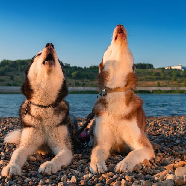 Mascotas con sexto sentido