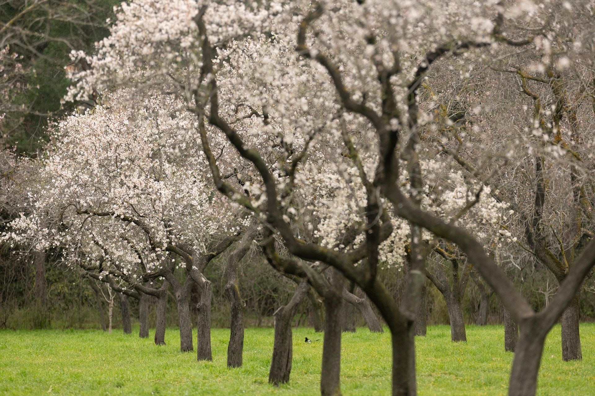 Una visita a La Quinta de los Molinos para disfrutar de sus almendros en flor (Europa Press)