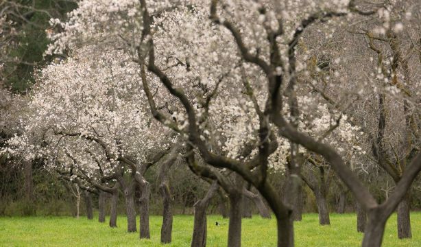 Una visita a La Quinta de los Molinos para disfrutar de sus almendros en flor (Europa Press)