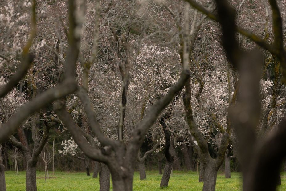 Una visita a La Quinta de los Molinos para disfrutar de sus almendros en flor (Europa Press)