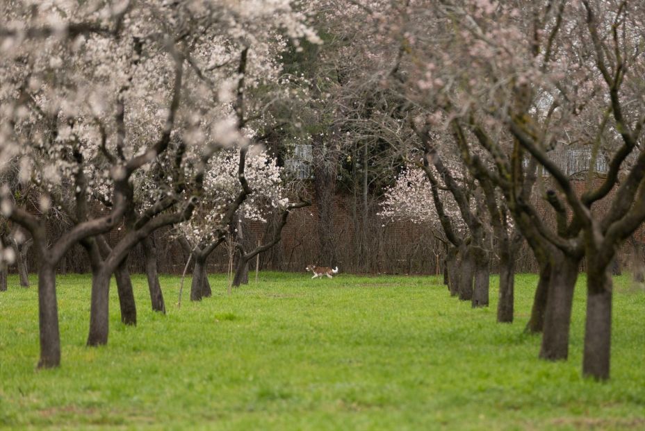 Una visita a La Quinta de los Molinos para disfrutar de sus almendros en flor (Europa Press) Una visita a La Quinta de los Molinos para disfrutar de sus almendros en flor (Europa Press)
