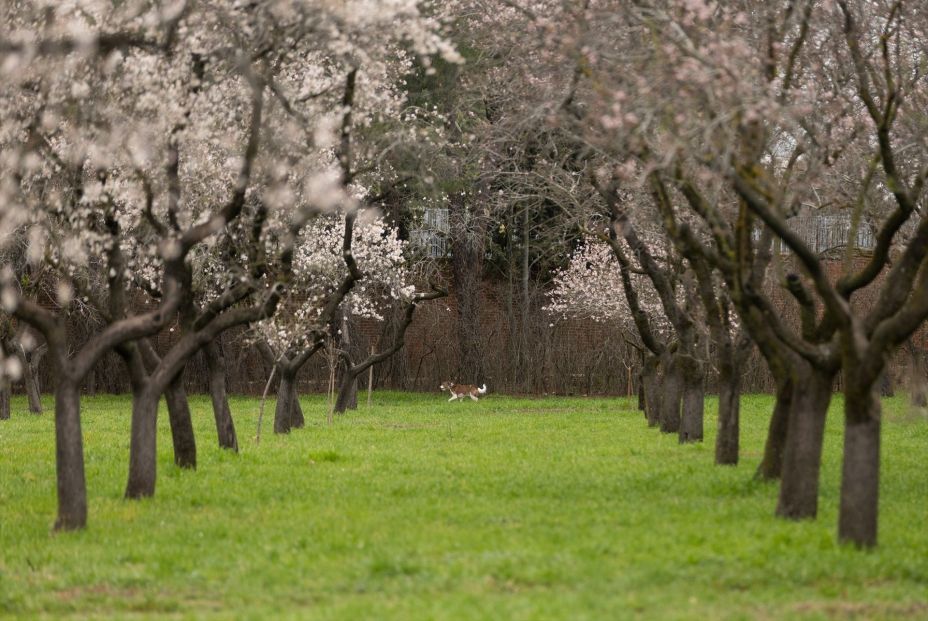 Una visita a La Quinta de los Molinos para disfrutar de sus almendros en flor (Europa Press)