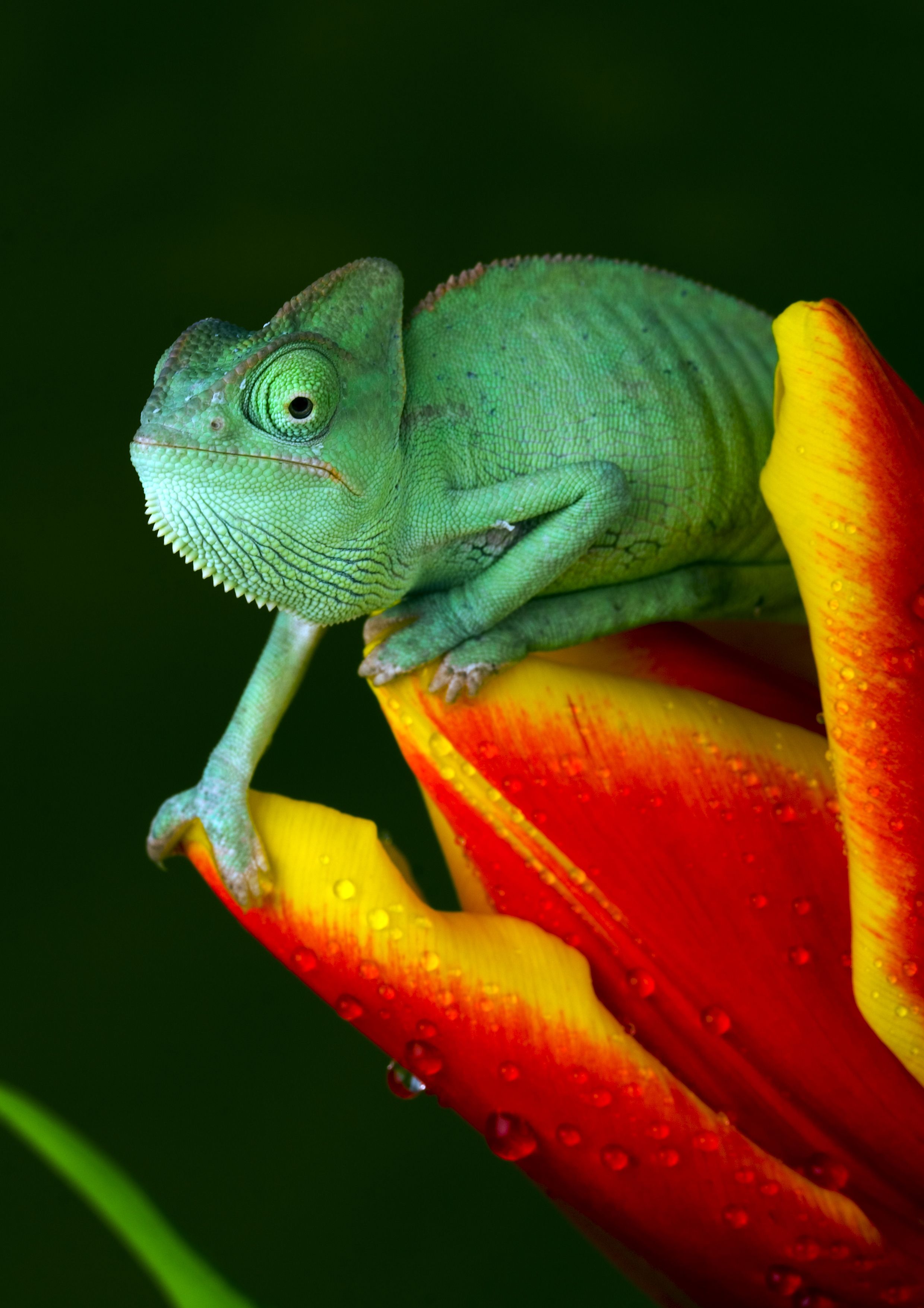 Los camaleones inspiran una nueva impresión 3D multicolor