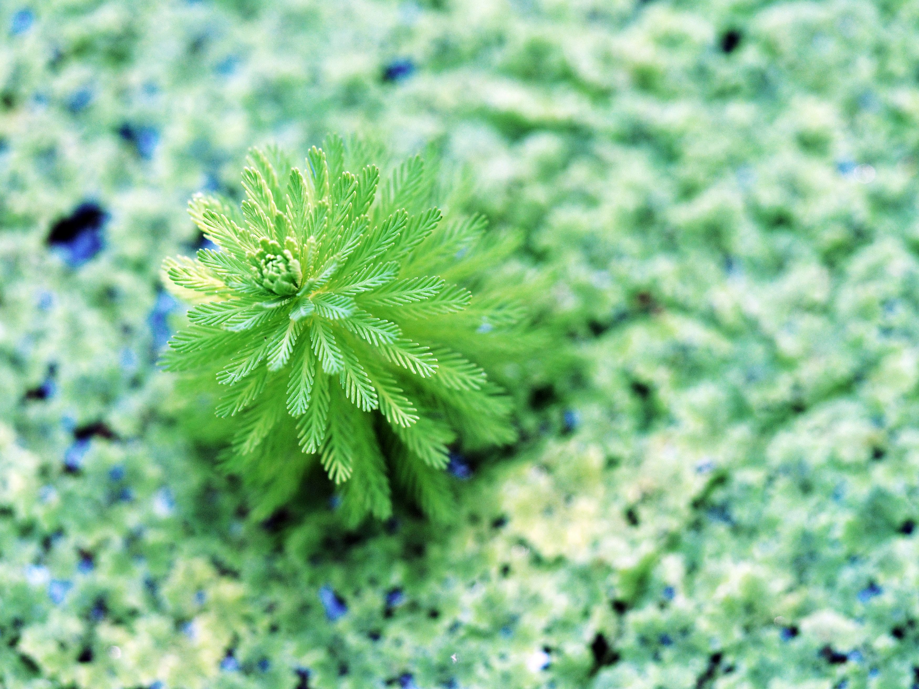 Esta planta acuática podría salvar a la Humanidad en caso de catástrofe (Bigstock)