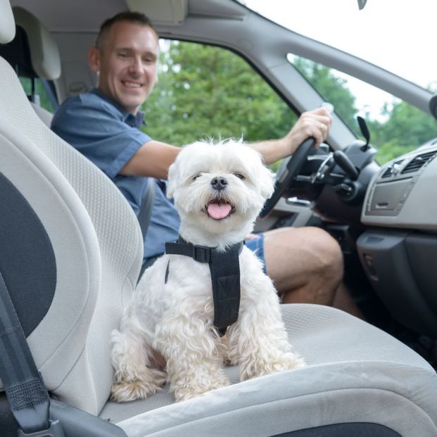 En verano, a tu mascota no le pueden faltar estos accesorios imprescindibles