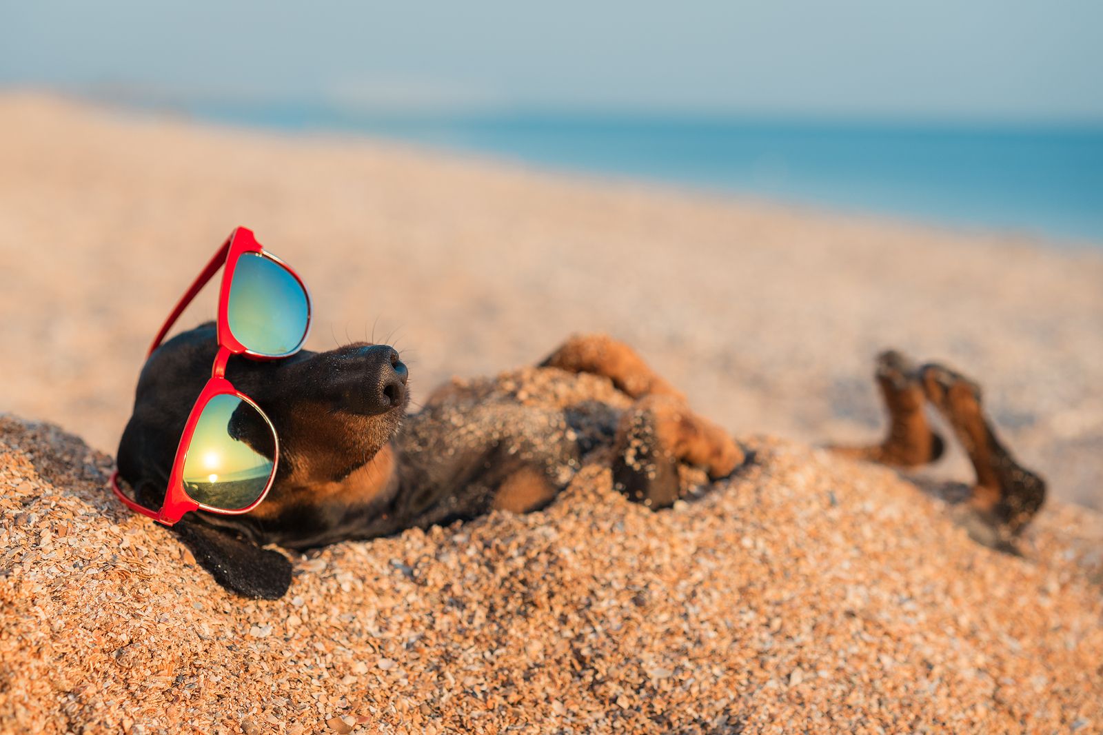 En verano, a tu mascota no le pueden faltar estos accesorios imprescindibles