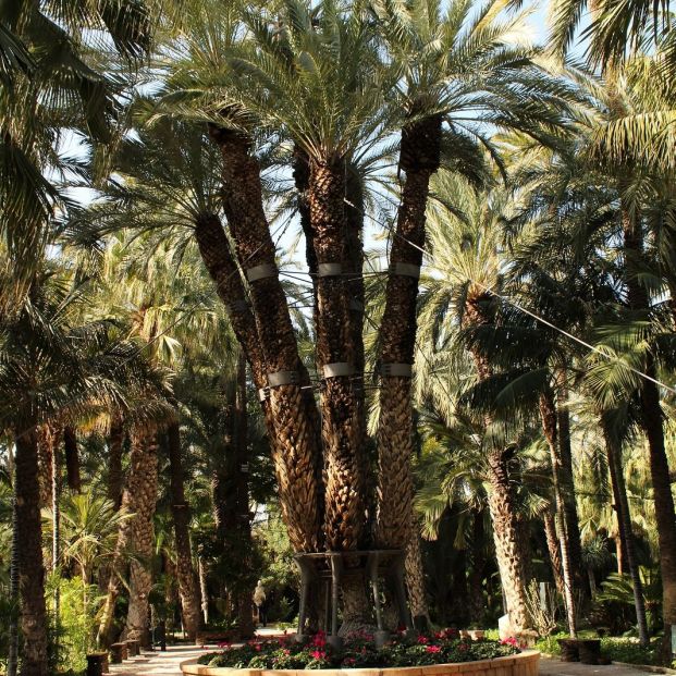 Palmeral Elche, la palmera Imperial