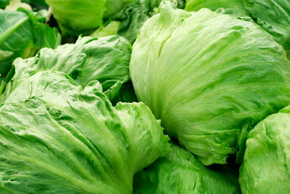 Refrigerar las verduras de hoja verde para evitar el crecimiento de la 'E. coli' (Big Stock)