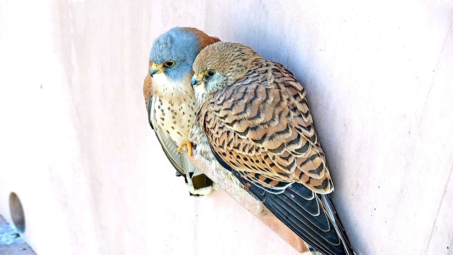 El 'Gran Hermano' de las lechuzas y los cernícalos en Cabañeros (SEO/BirdLife) El 'Gran Hermano' de las lechuzas y los cernícalos en Cabañeros (SEO/BirdLife)