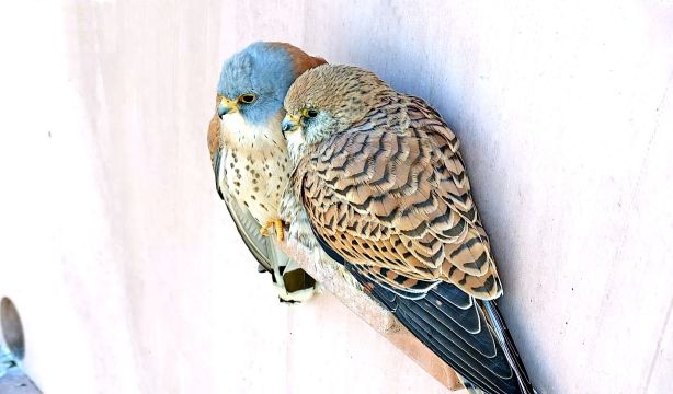 El 'Gran Hermano' de las lechuzas y los cernícalos en Cabañeros (SEO/BirdLife)