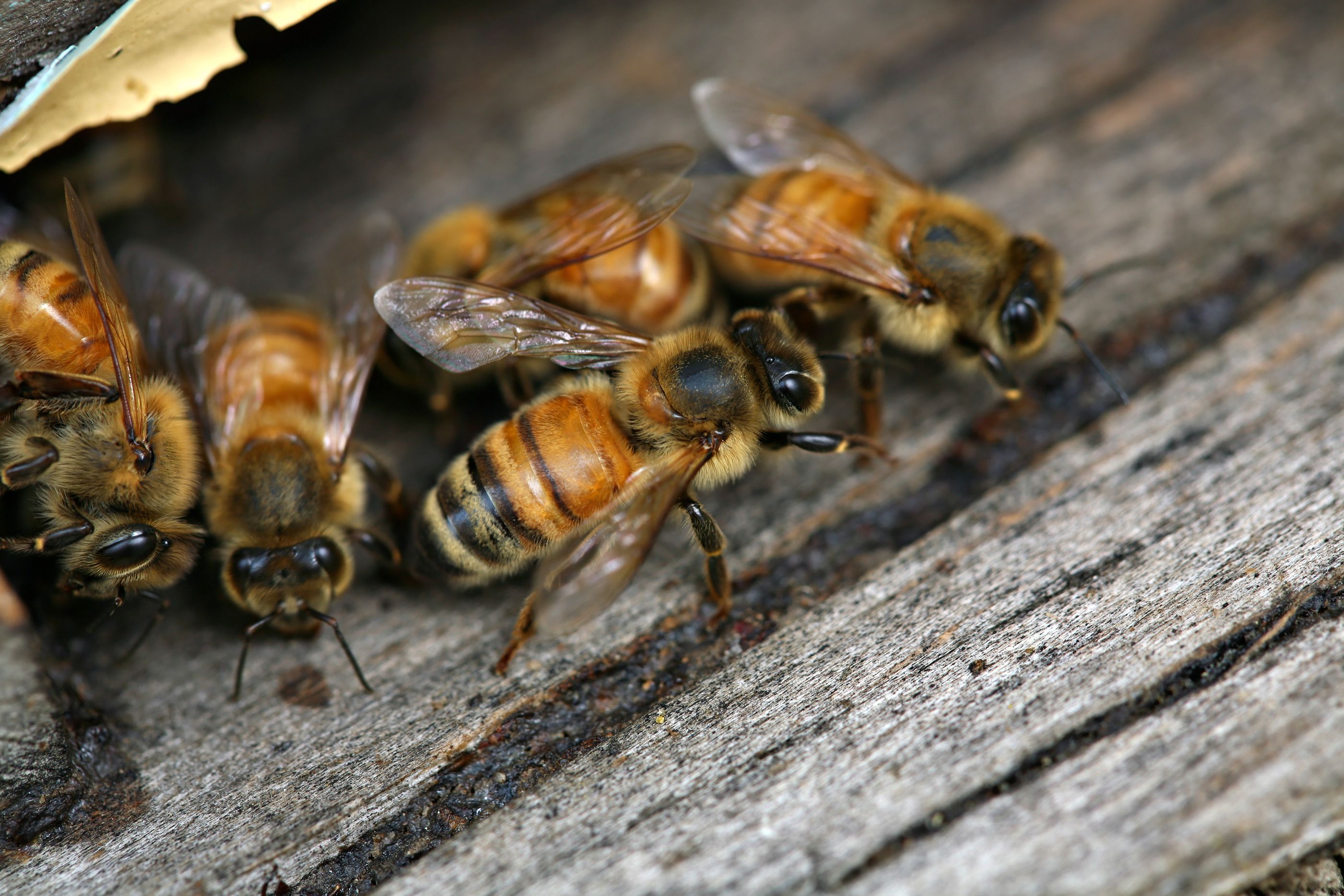 Descubren que las abejas usan las antenas para descifrar los 'bailes' de sus compañeras (Bigstock)