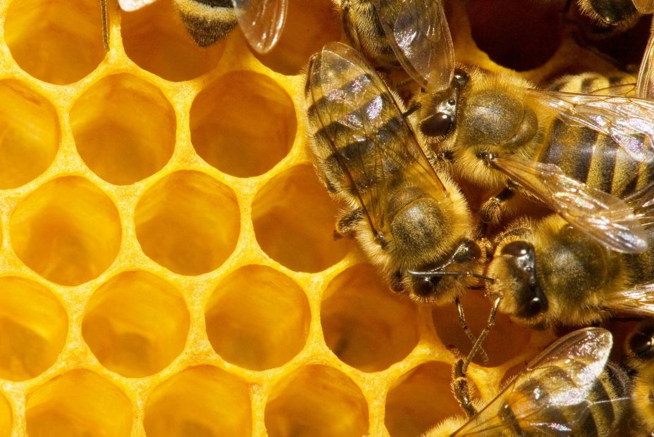 Descubren que las abejas usan las antenas para descifrar los 'bailes' de sus compañeras (Bigstock) Descubren que las abejas usan las antenas para descifrar los 'bailes' de sus compañeras (Bigstock)