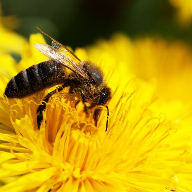 Descubren que las abejas usan las antenas para descifrar los 'bailes' de sus compañeras (Bigstock)
