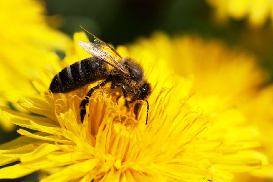 Descubren que las abejas usan las antenas para descifrar los 'bailes' de sus compañeras (Bigstock)