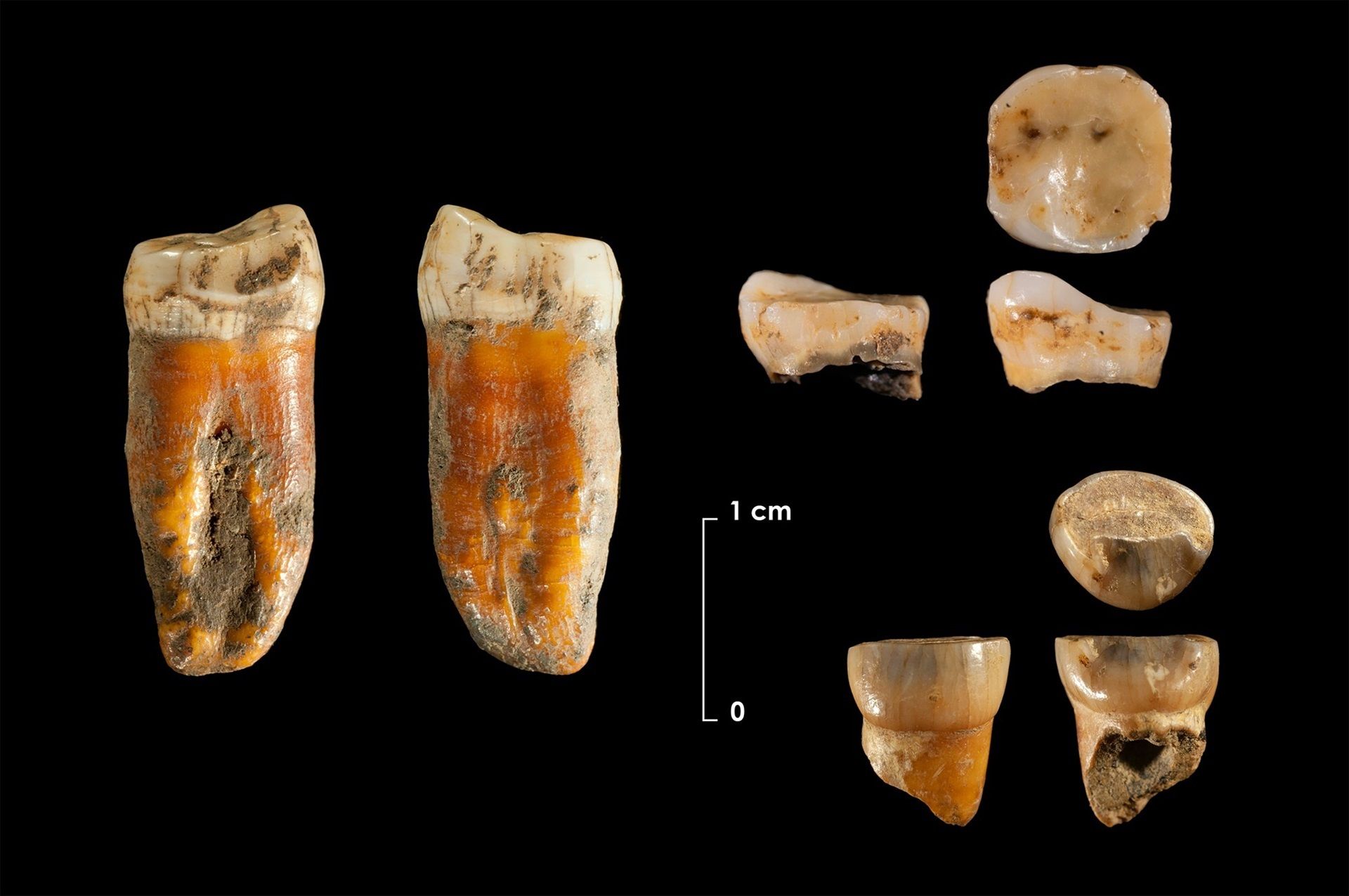 Descubren los restos neandertales más antiguos del norte de la Península Ibérica (Europa Press)