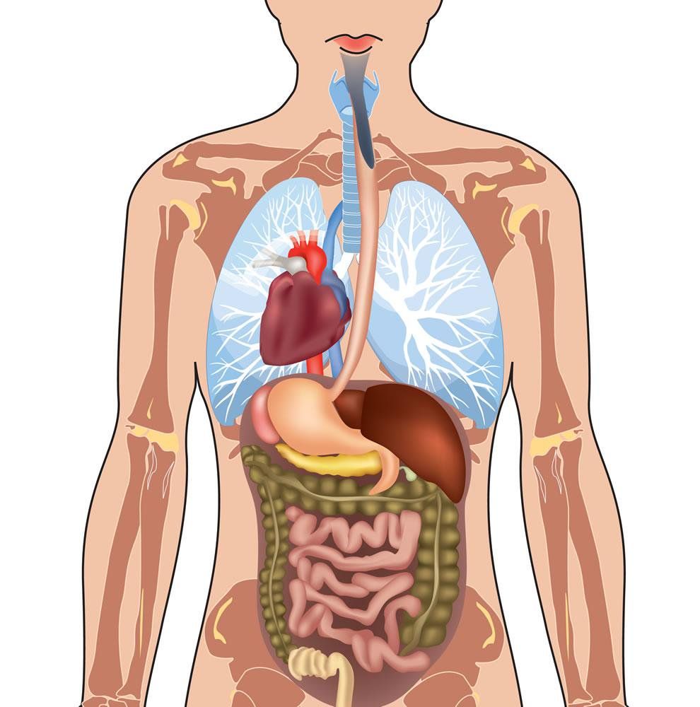 Disposición de los órganos en una persona con situs inversus