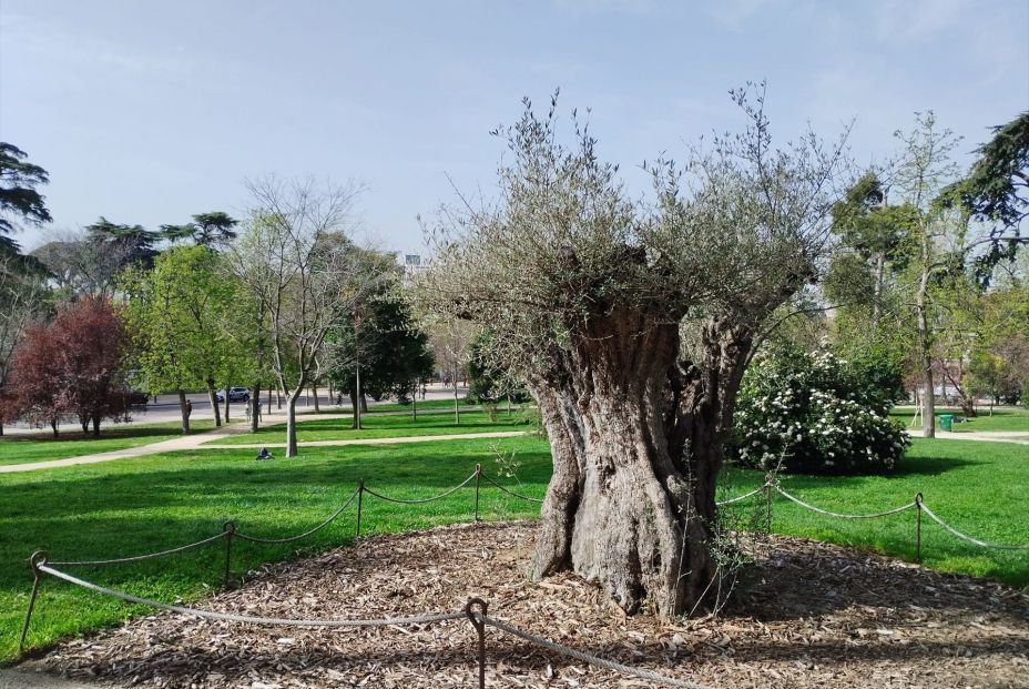 De un olivo de 627 años o un pino de 35 metros: los árboles más singulares de Madrid (Europa Press)
