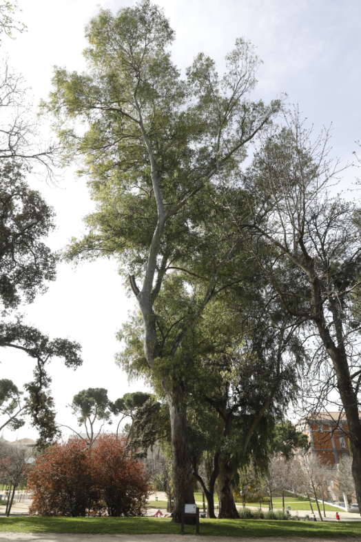 De un olivo de 627 años o un pino de 35 metros: los árboles más singulares de Madrid (Ayuntamiento de Madrid)