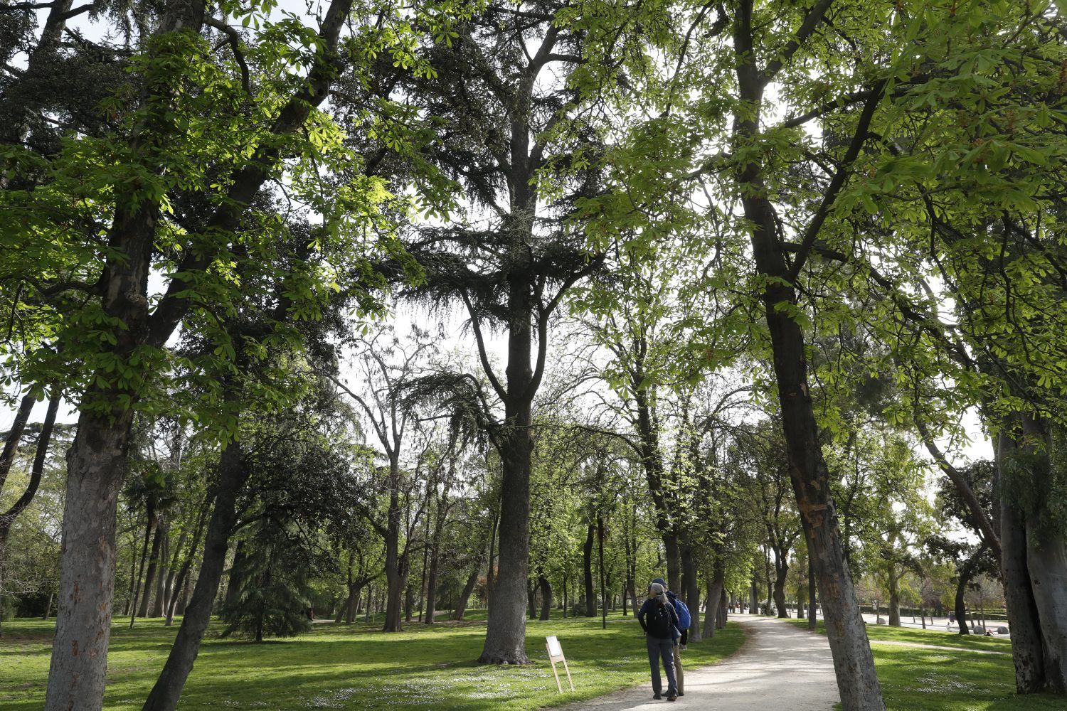 De un olivo de 627 años a un pino de 35 metros: los árboles más singulares de Madrid (Ayuntamiento de Madrid)
