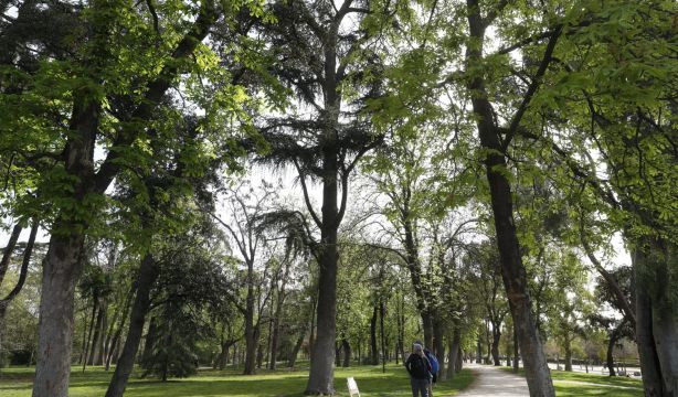 De un olivo de 627 años a un pino de 35 metros: los árboles más singulares de Madrid (Ayuntamiento de Madrid)