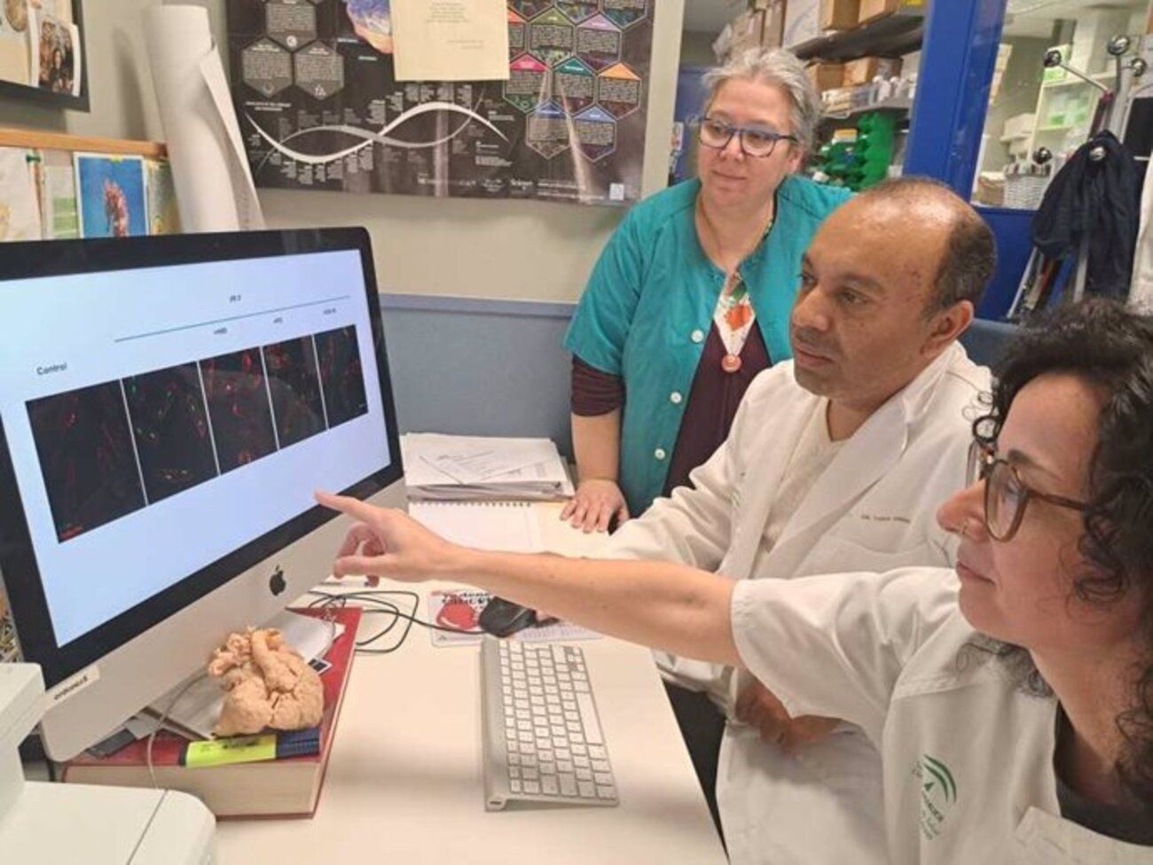 Una proteína abre nuevas oportunidades en la lucha contra el ataque al corazón (Instituto de Biomedicina de Sevilla)