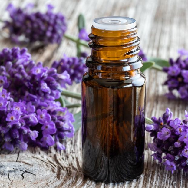 La lavanda se usa en aromaterapia (bigstock)