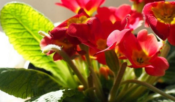 Las plantas 'gritan socorro' para defenderse de los patógenos (Big Stock)