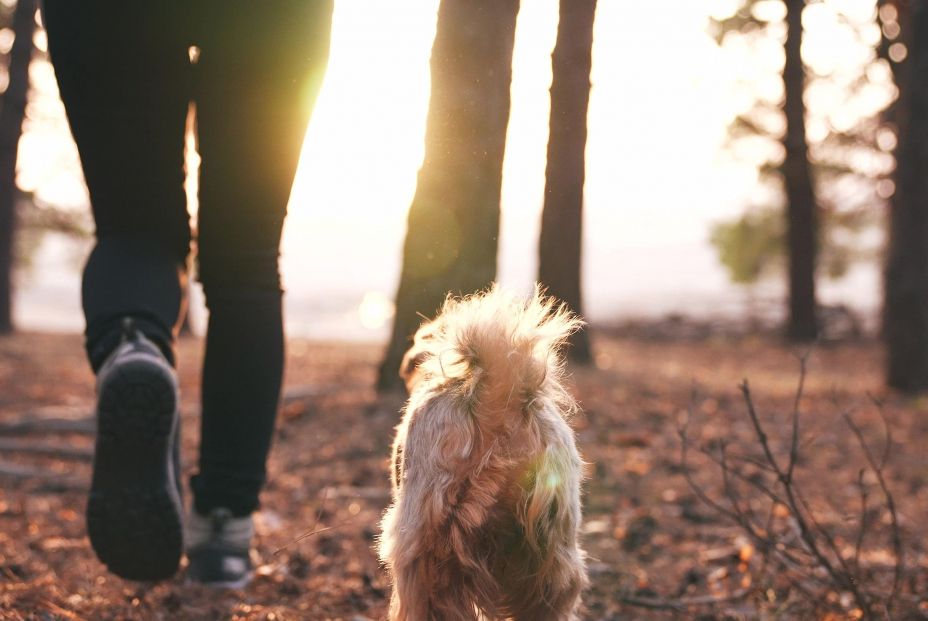 Edadismo en mascotas: los perros adultos pasan casi un año en la perrera antes de ser adoptados (Bigstock)