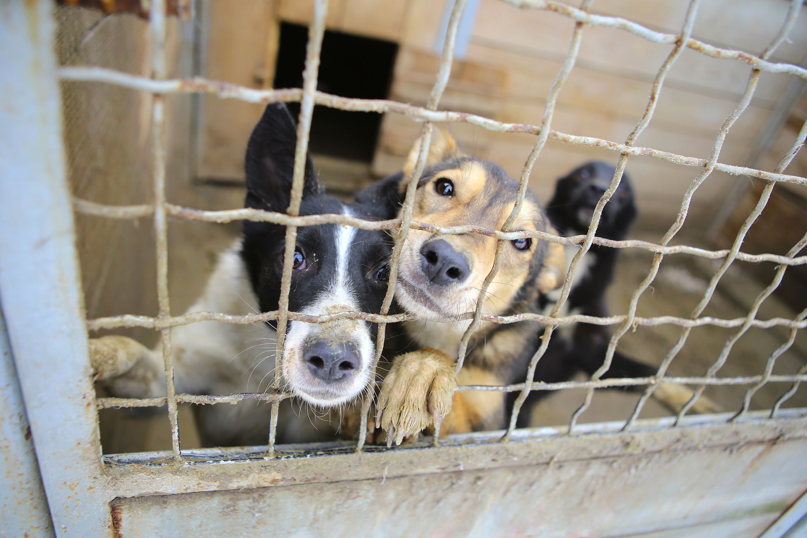 Edadismo en mascotas: las dificultades de los perros mayores para ser adoptados