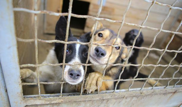 Edadismo en mascotas: las dificultades de los perros mayores para ser adoptados