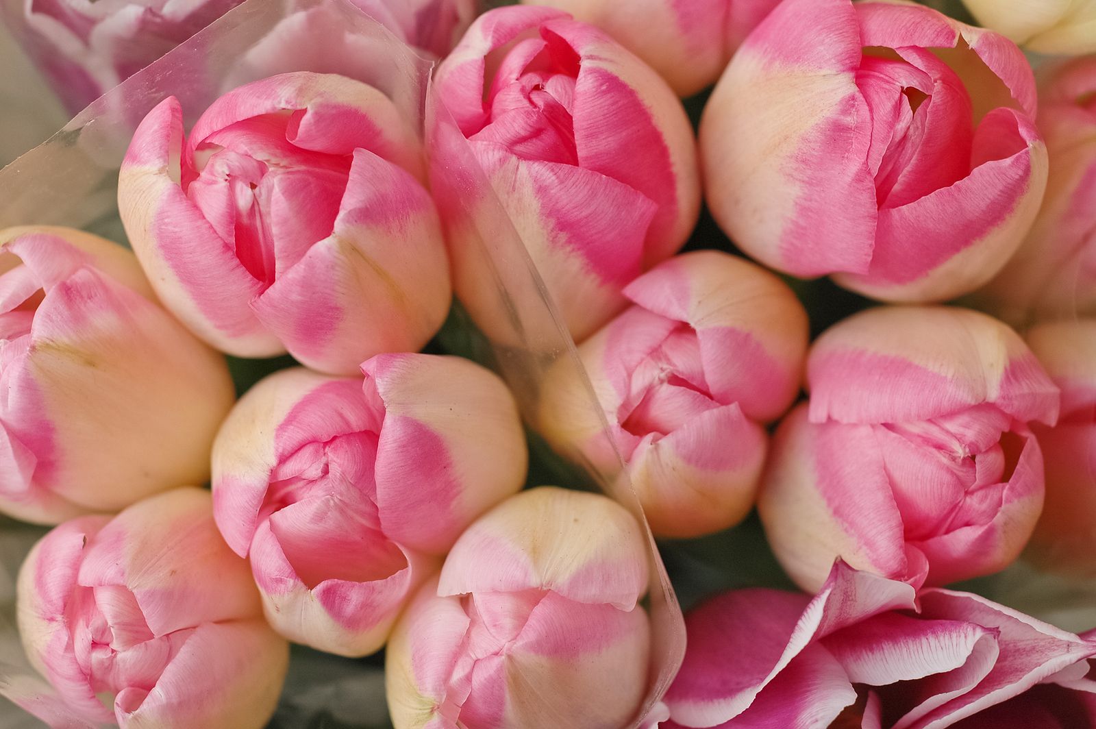 El truco de la aspirina para alargar la vida de las flores y las plantas (Bigstock)