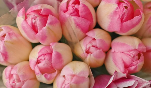 El truco de la aspirina para alargar la vida de las flores y las plantas (Bigstock)