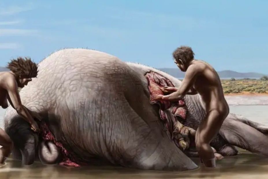 Descubren que los humanos se alimentaron de elefante hace 1,2 millones de años (Europa Press)