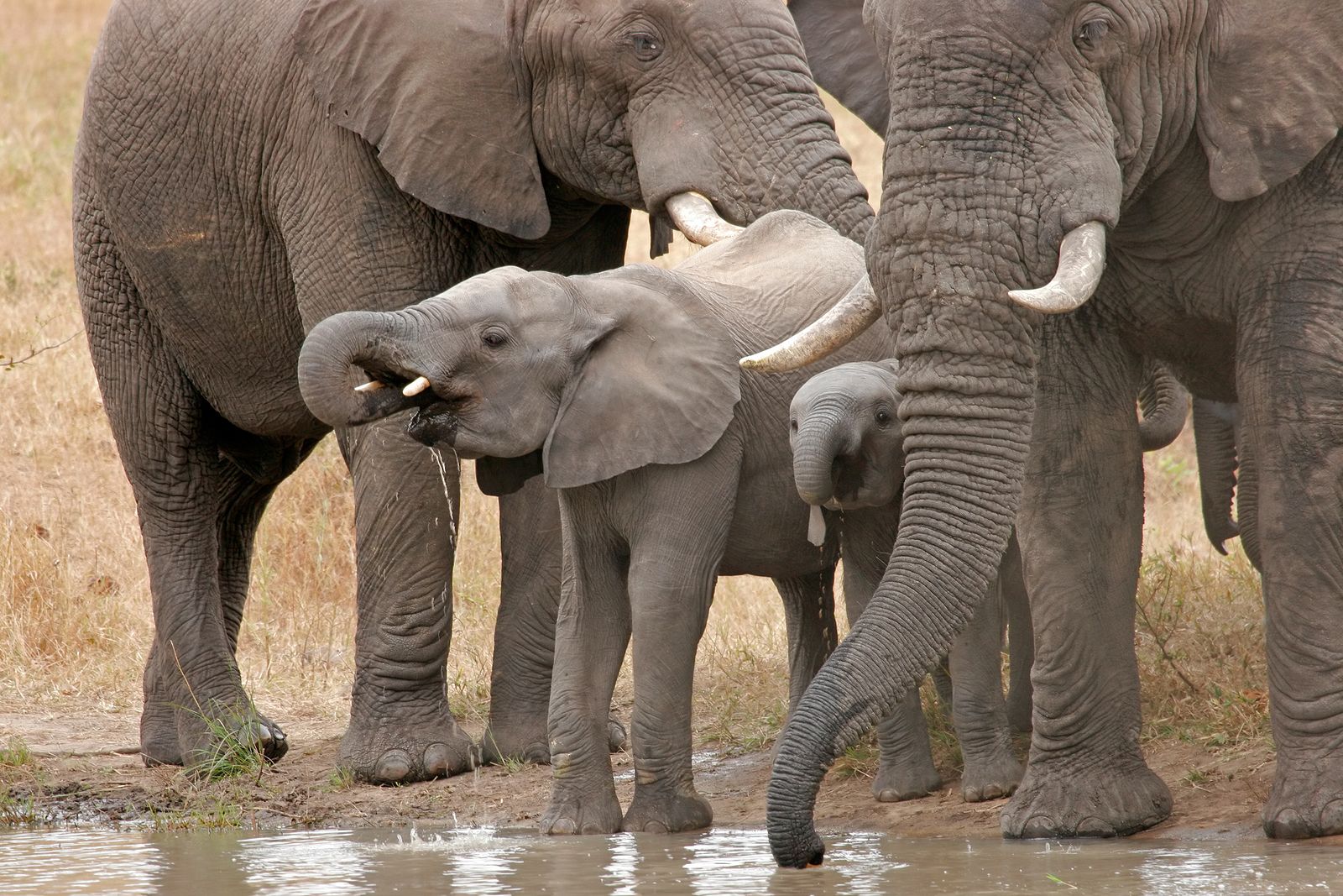 Descubren que los humanos comían elefante hace 1,2 millones de años (Bigstock)