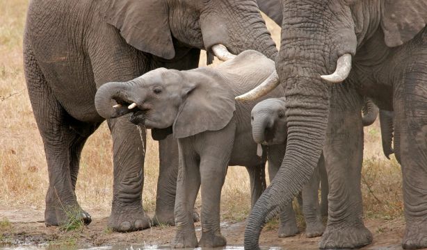 Descubren que los humanos comían elefante hace 1,2 millones de años (Bigstock)