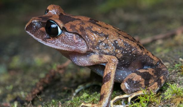 Las ranas gritan socorro de forma inaudible para los humanos (Bigstock)