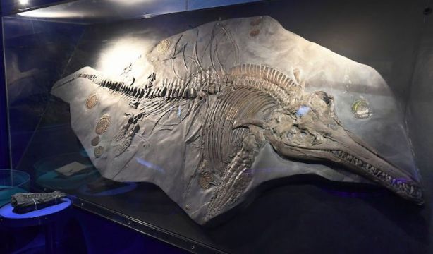 Explicación a un misterio paleontológico de 150 años en Europa (National Geographic) Explicación a un misterio paleontológico de 150 años en Europa (National Geographic)