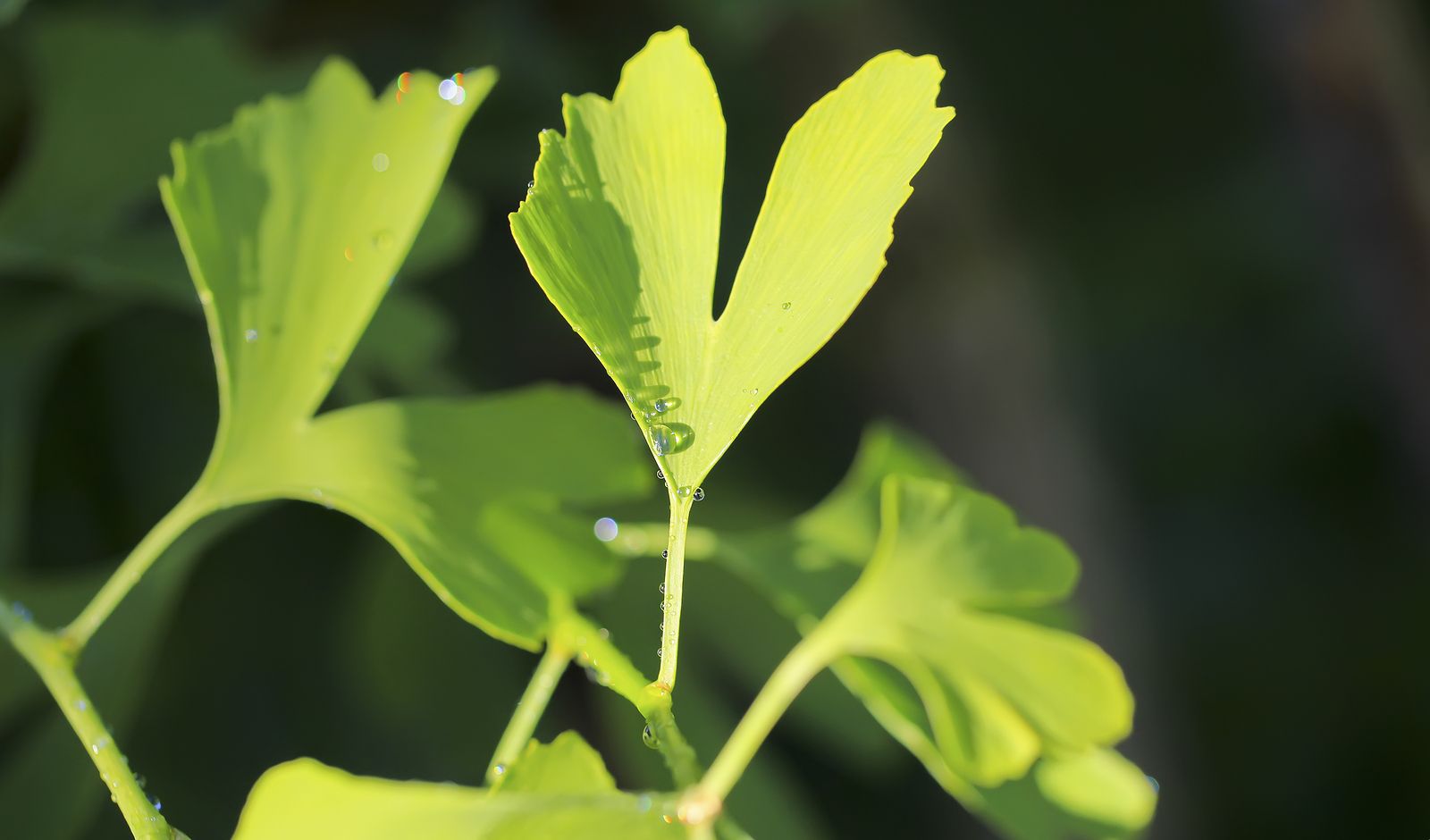 Hojas de ginkgo: ¿un remedio natural para la circulación?