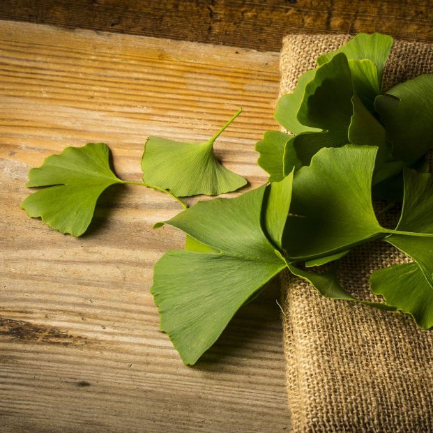 Hojas de ginkgo Hojas de ginkgo