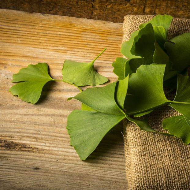 Hojas de ginkgo